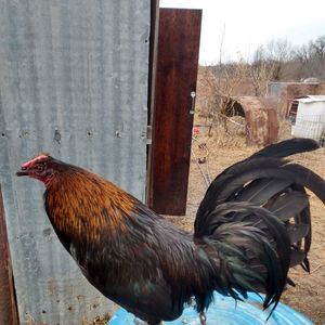 Meet your Posher, Eddie